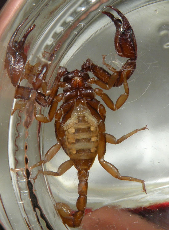 Euscorpius aquilejensis